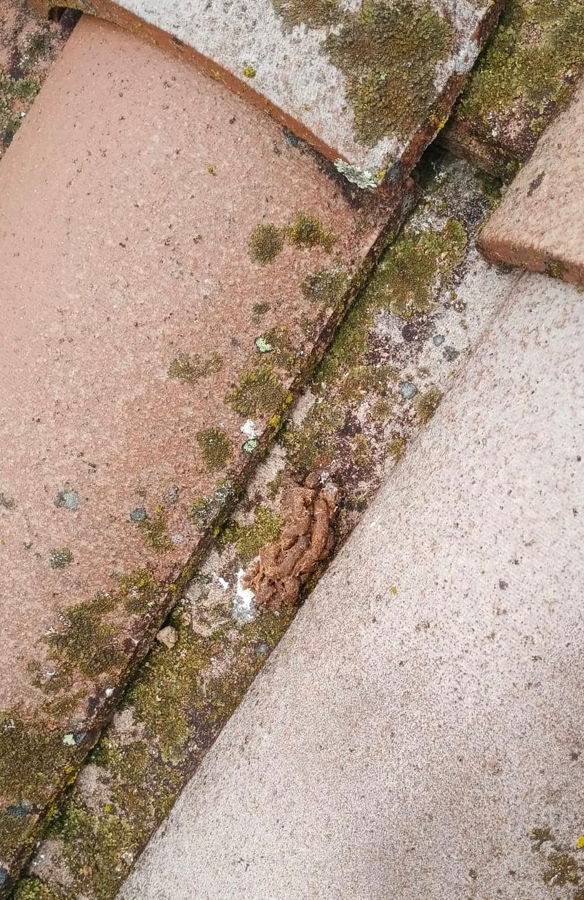 Déjections de nuisibles repérées sur une toiture