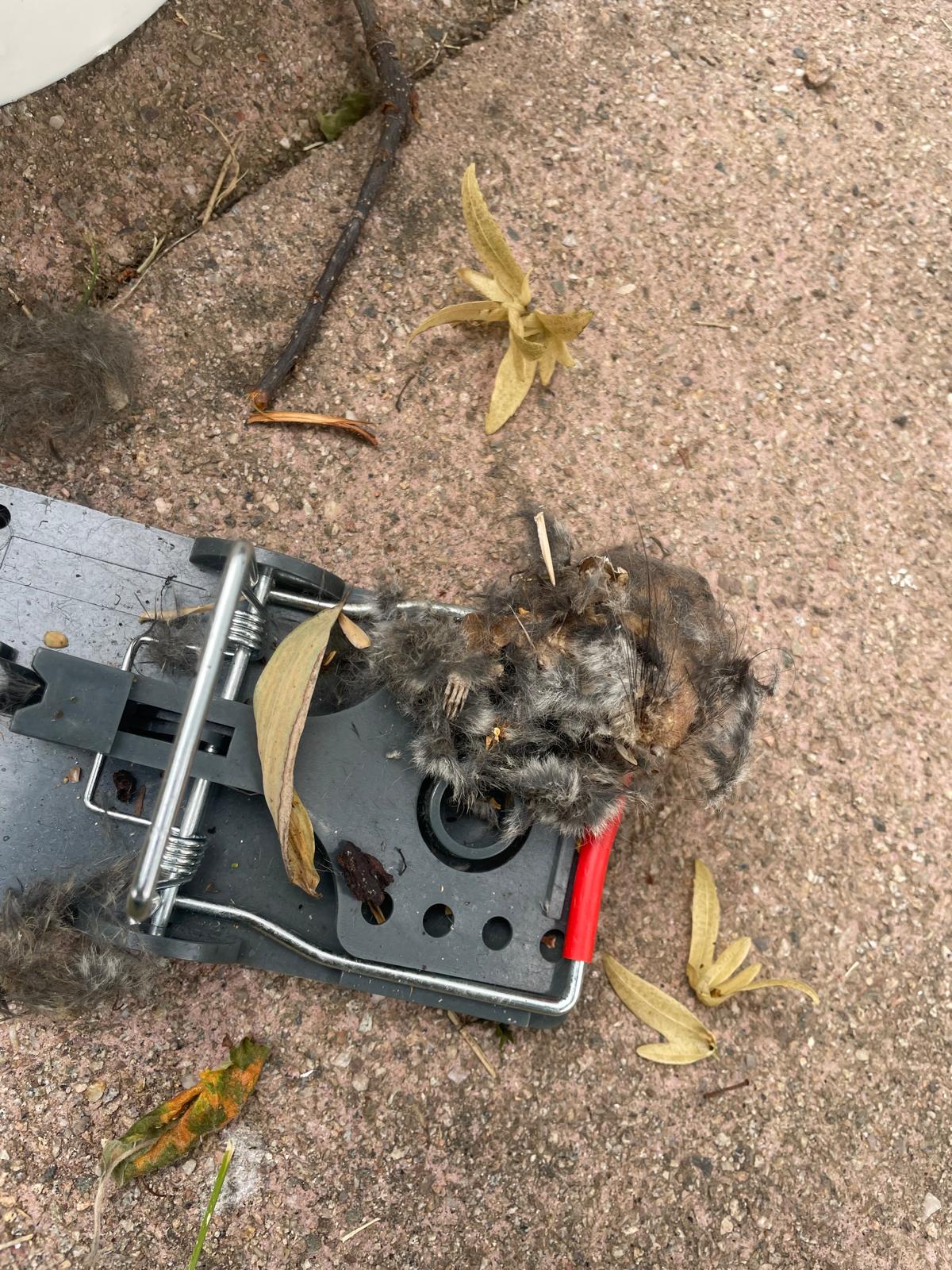 Piège de capture de souris avec rongeur capturé