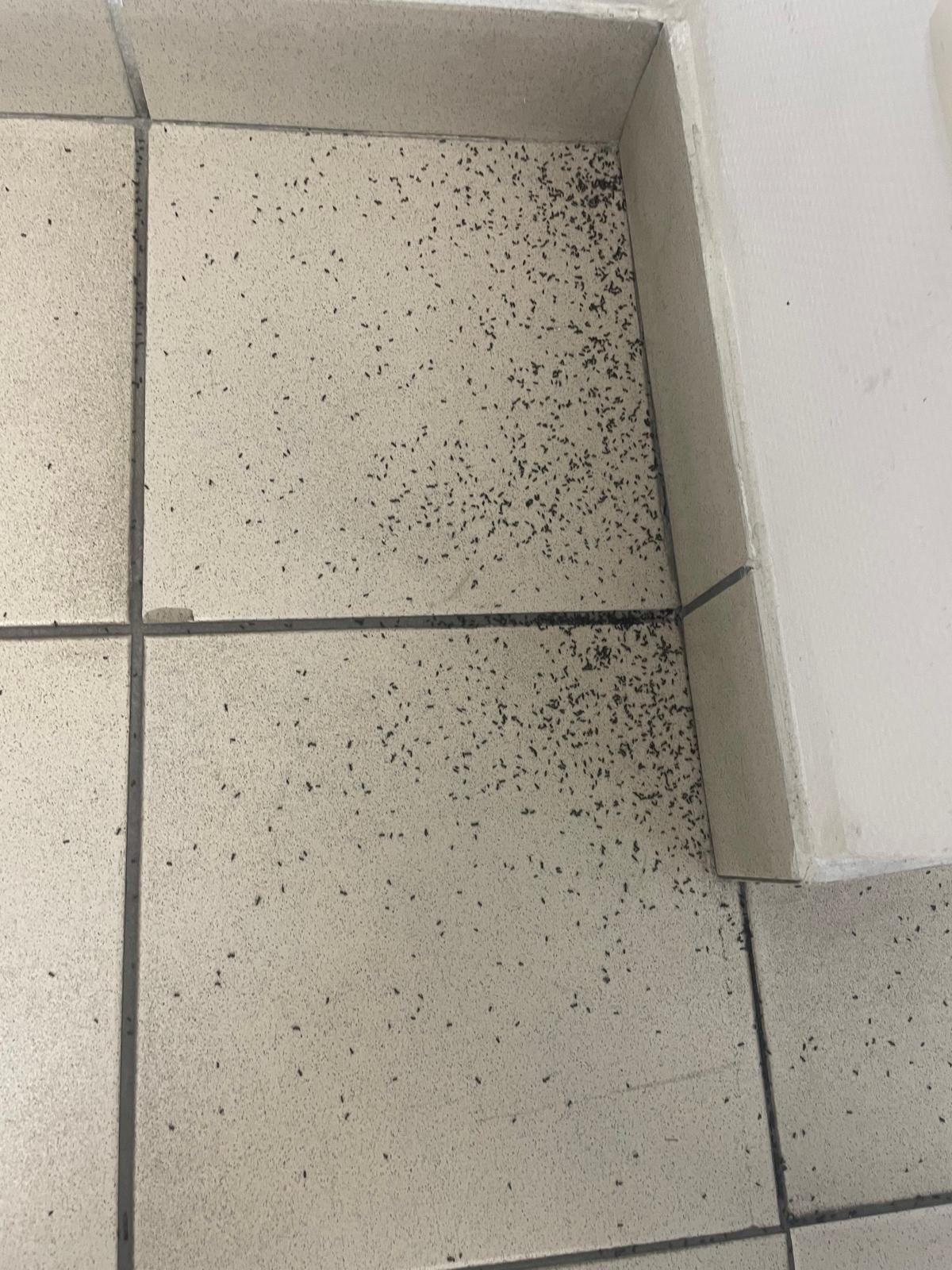 Sol carrelé envahi par une colonie de fourmis