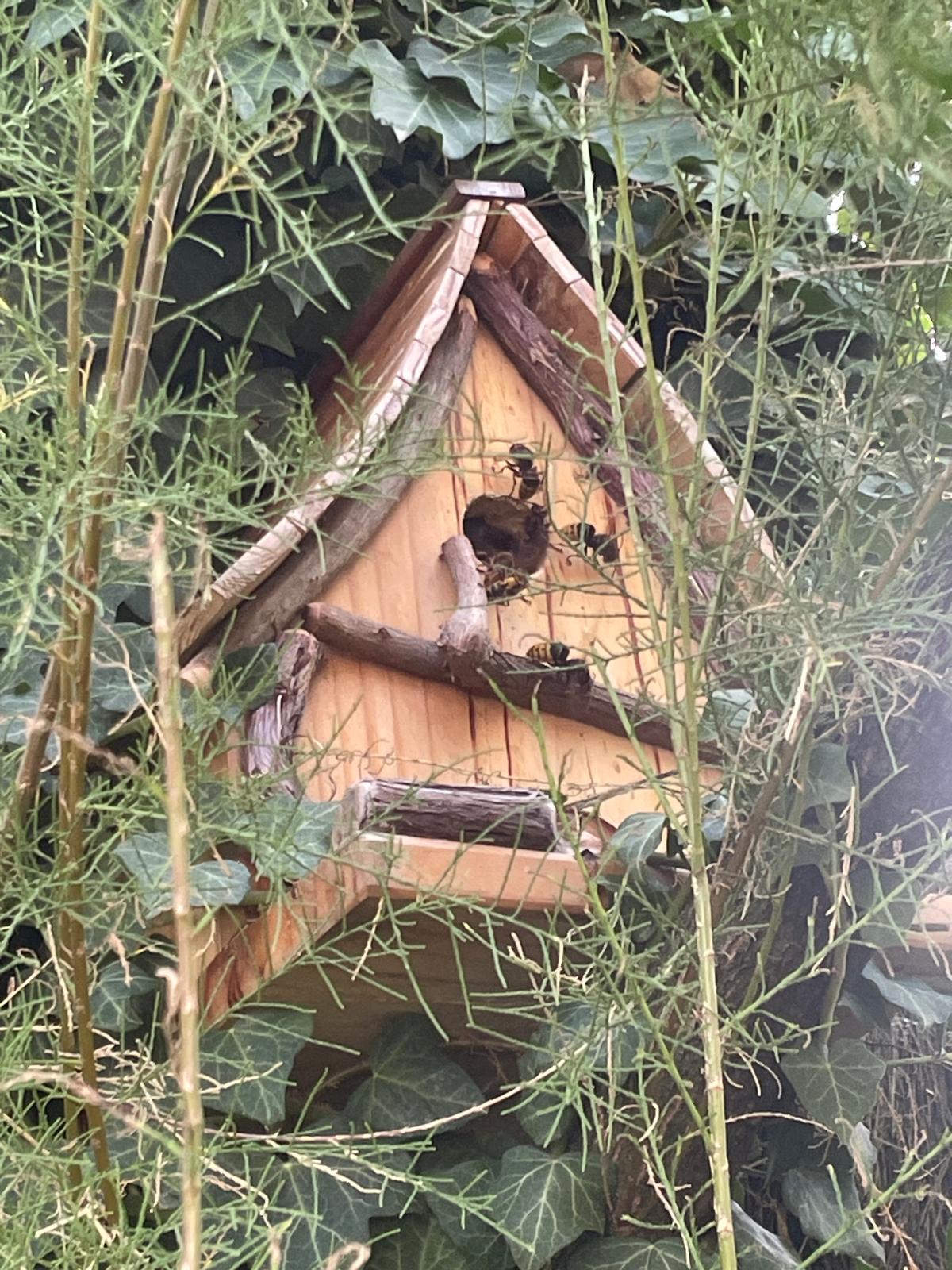 Frelons actifs autour d'un nichoir en bois