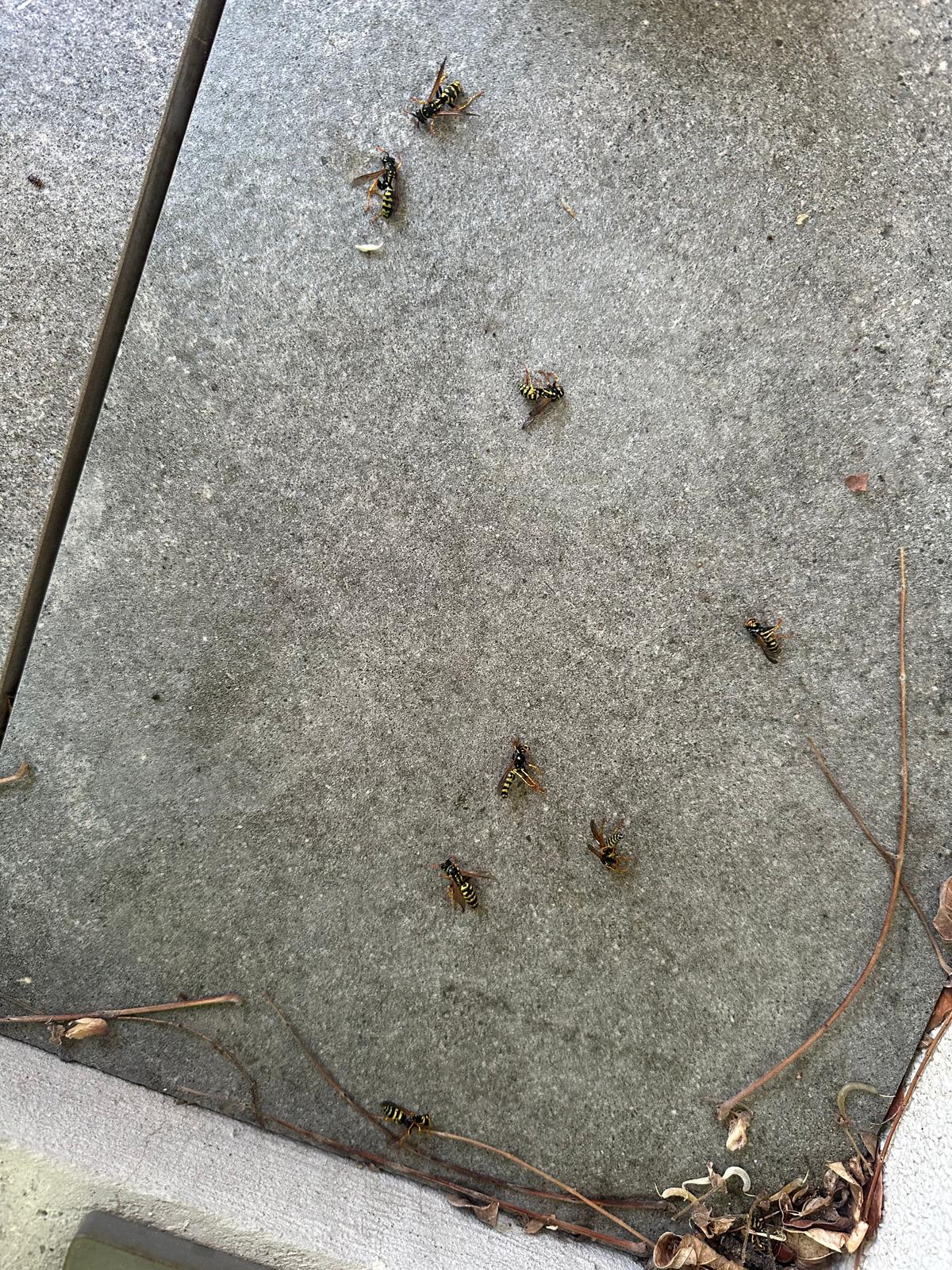 Guêpes éliminées au sol après une intervention