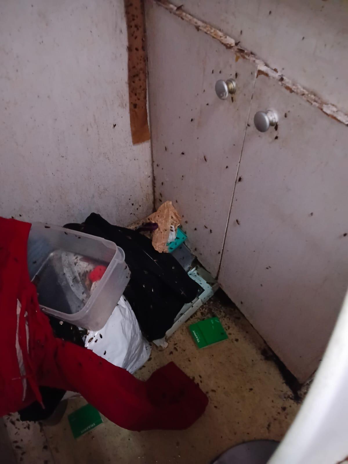 Cuisine fortement infestée de cafards