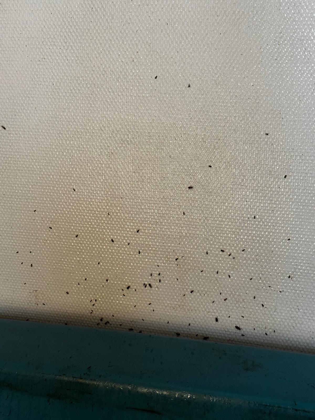 Traces de punaises de lit sur mur