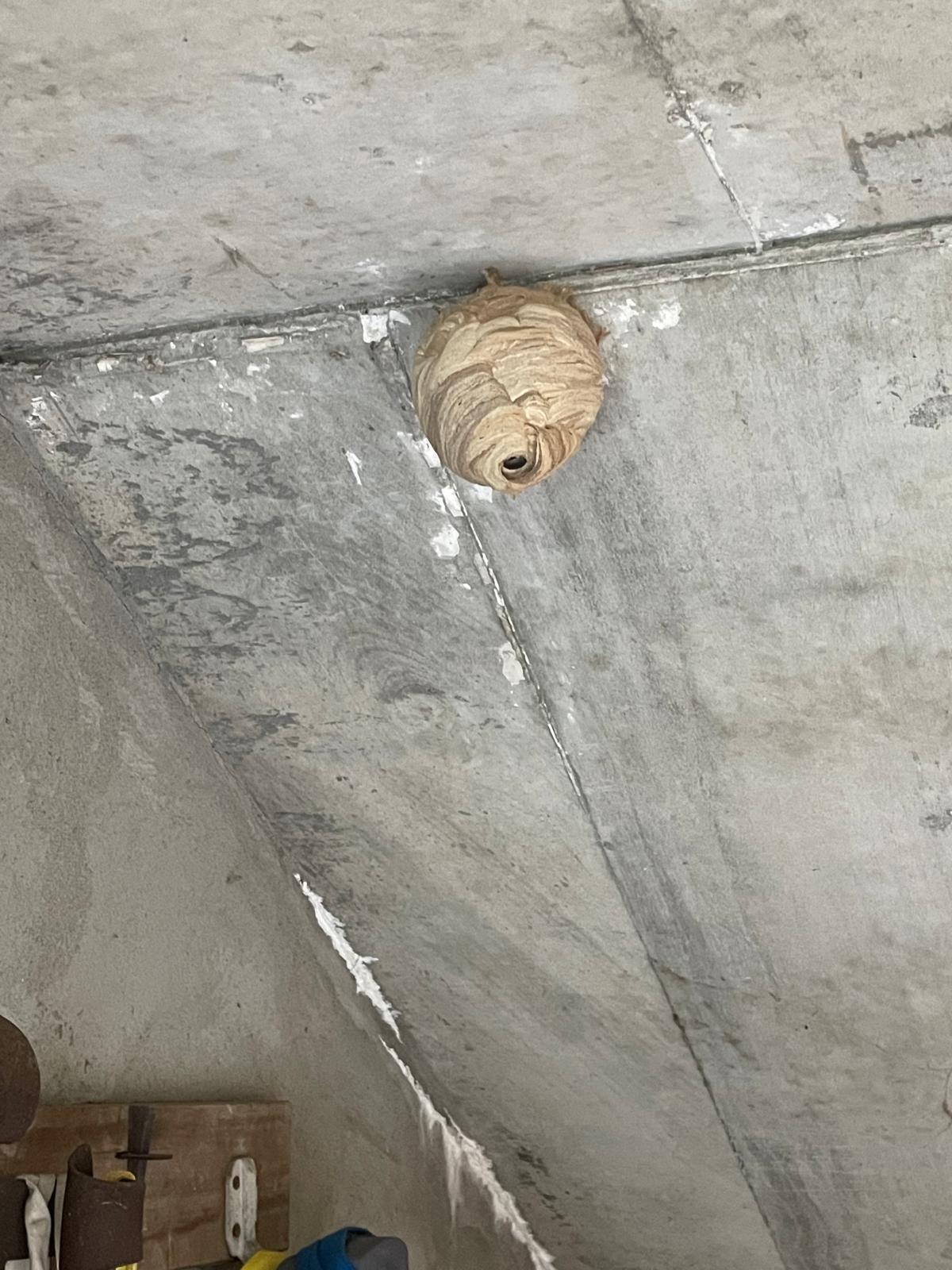 Nid de frelons fixé dans l'angle d'un plafond
