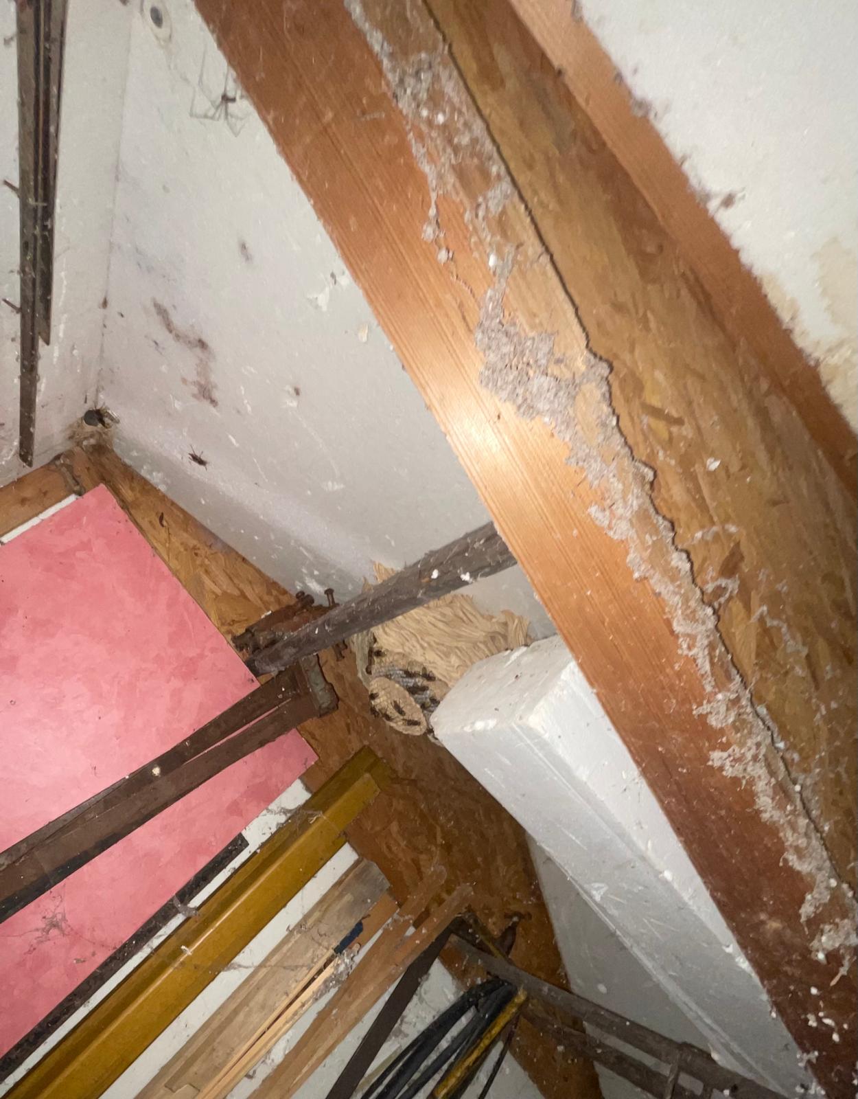 Nid de guêpes découvert dans les combles d'une habitation