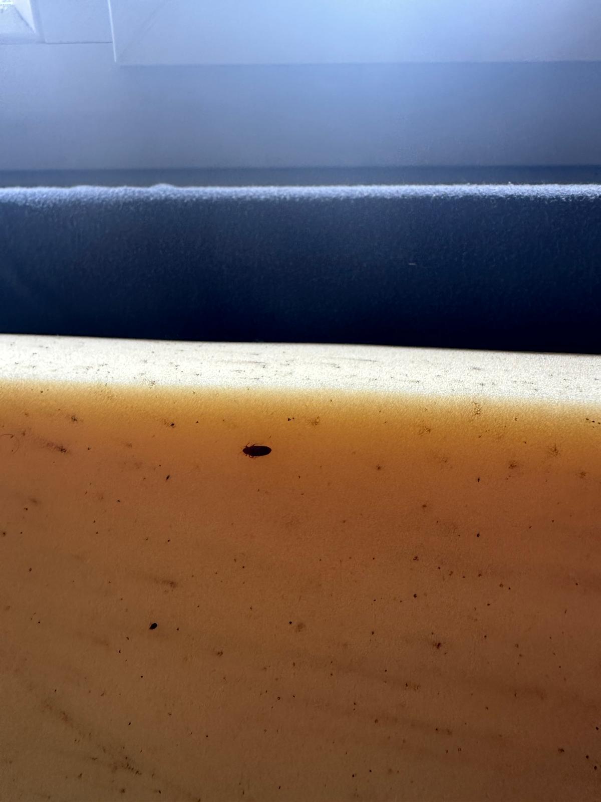 Punaise de lit visible sur le tissu d'un fauteuil