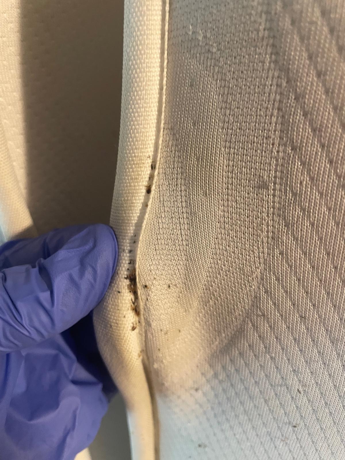 Inspection d'une couture de matelas infestée de punaises de lit