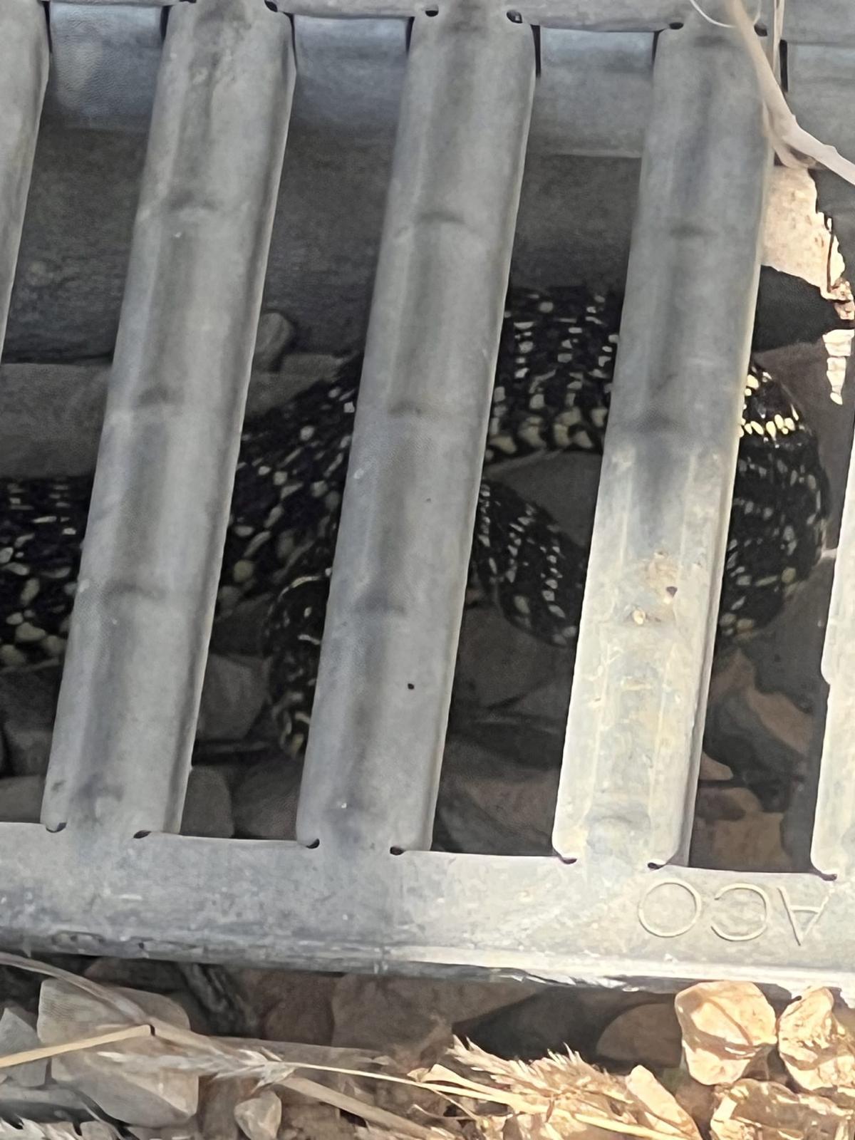 Serpents découverts sous un abri extérieur
