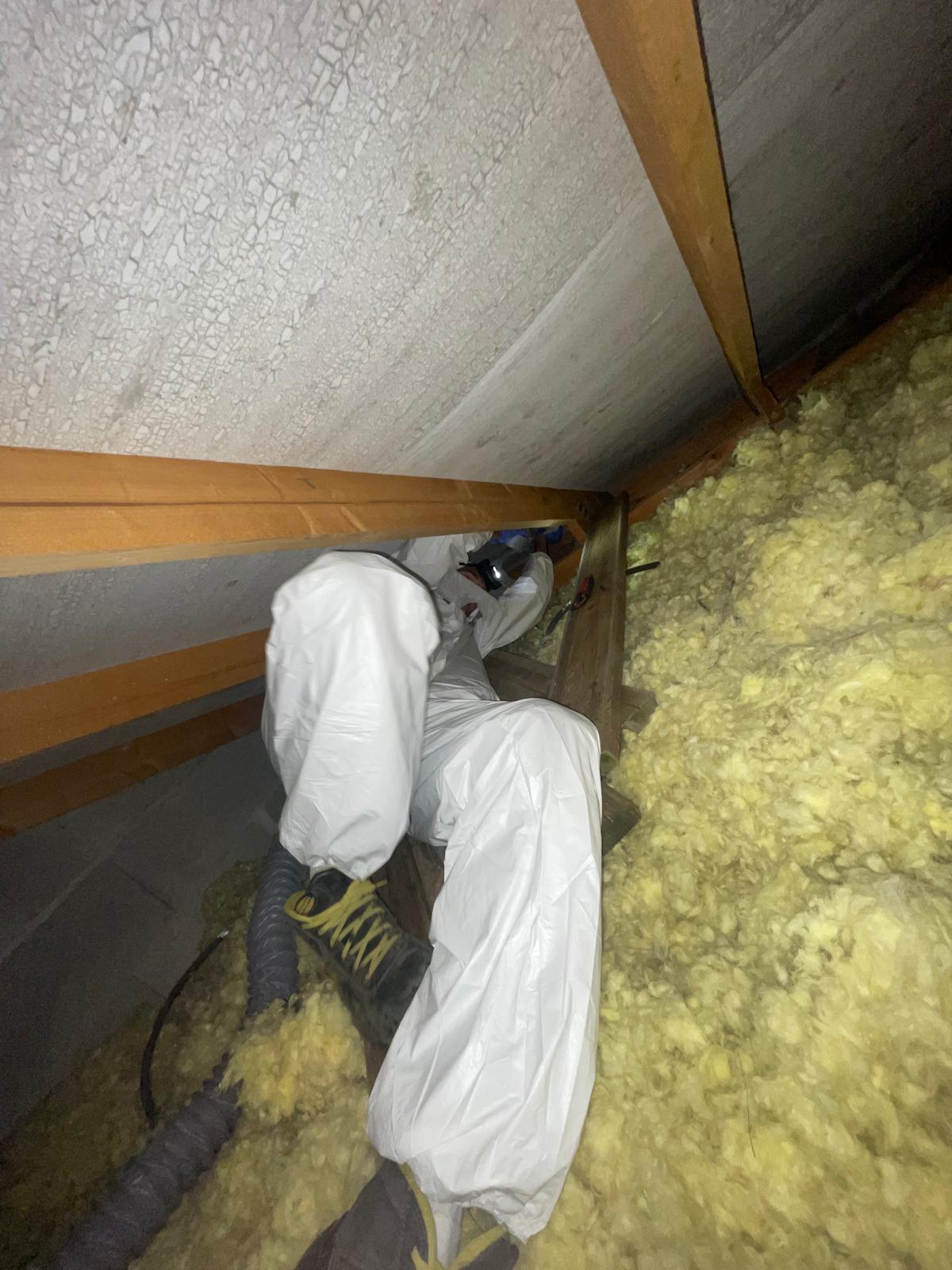 Technicien NUISIPERF traitant une infestation de fouine dans des combles