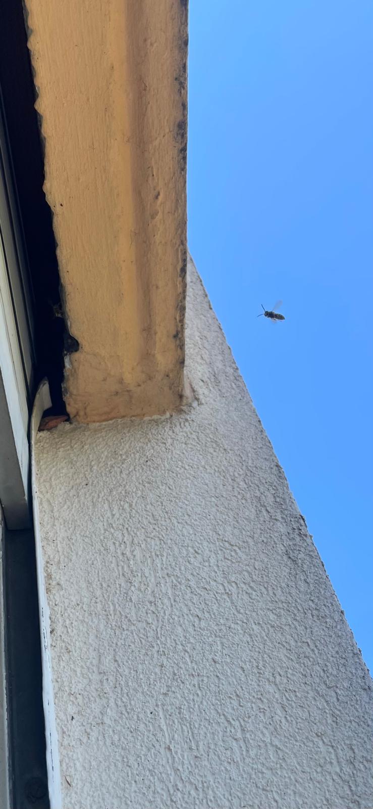 Guêpe près d'un nid dans une façade de bâtiment